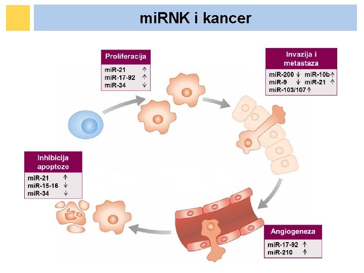 mi. RNK i kancer mi. RNK i kancer