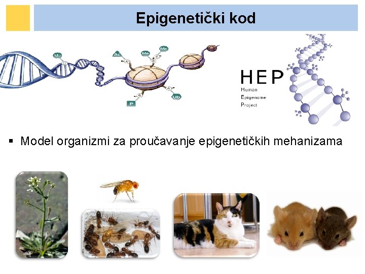 Epigenetički kod § Model organizmi za proučavanje epigenetičkih mehanizama Epigenetički kod § Model organizmi za proučavanje epigenetičkih mehanizama