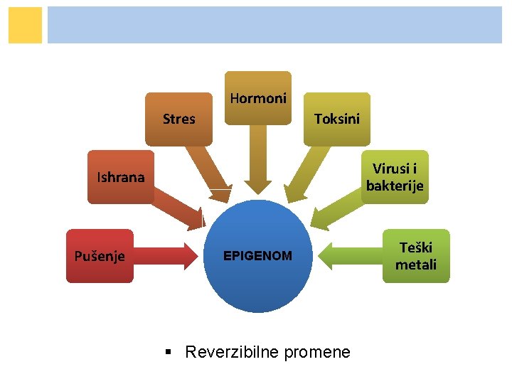 Hormoni Stres Toksini Virusi i bakterije Ishrana Pušenje EPIGENOM § Reverzibilne promene Teški metali Hormoni Stres Toksini Virusi i bakterije Ishrana Pušenje EPIGENOM § Reverzibilne promene Teški metali