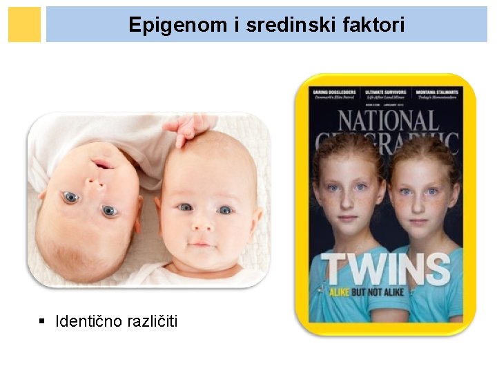 Epigenom i sredinski faktori § Identično različiti Epigenom i sredinski faktori § Identično različiti