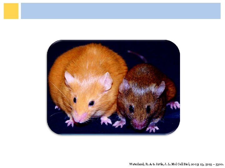 Waterland, R. A. & Jirtle, J. L. Mol Cell Biol, 2003; 23, 5293 – Waterland, R. A. & Jirtle, J. L. Mol Cell Biol, 2003; 23, 5293 –