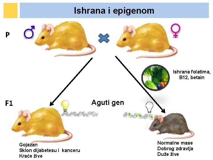 Ishrana i epigenom P Ishrana folatima, B 12, betain F 1 Aguti gen Gojazan Ishrana i epigenom P Ishrana folatima, B 12, betain F 1 Aguti gen Gojazan