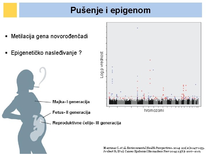 Pušenje i epigenom § Epigenetičko nasleđivanje ? Log p vrednost § Metilacija gena novorođenčadi Pušenje i epigenom § Epigenetičko nasleđivanje ? Log p vrednost § Metilacija gena novorođenčadi