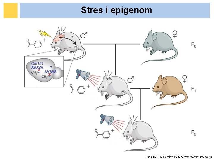Stres i epigenom Dias, B. G. & Ressler, K. J. Nature Neurosci, 2013; Stres i epigenom Dias, B. G. & Ressler, K. J. Nature Neurosci, 2013;
