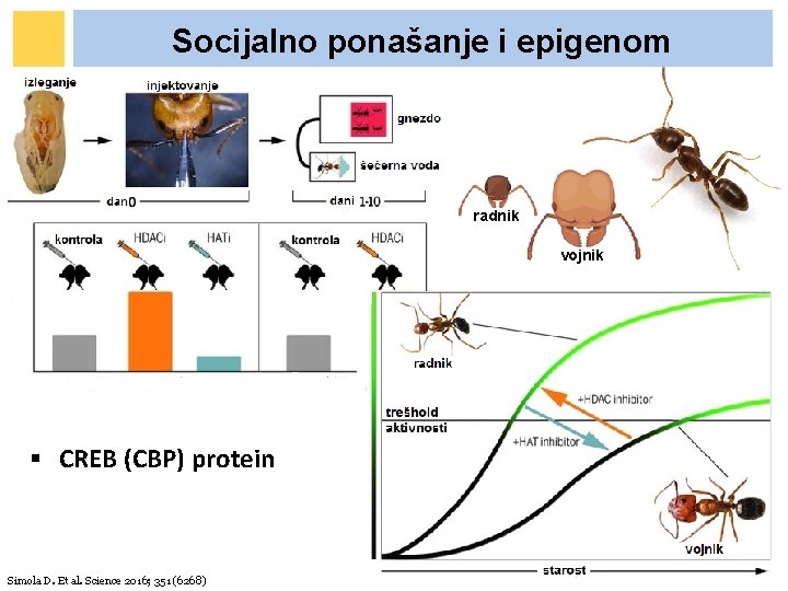 Socijalno ponašanje i epigenom radnik vojnik § CREB (CBP) protein Simola D. Et al. Socijalno ponašanje i epigenom radnik vojnik § CREB (CBP) protein Simola D. Et al.