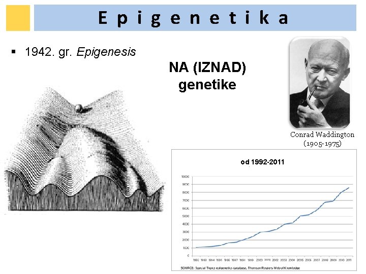 E p i g e n e t i k a § 1942. gr. E p i g e n e t i k a § 1942. gr.