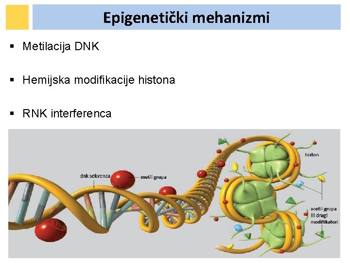 Epigenetički mehanizmi § Metilacija DNK § Hemijska modifikacije histona § RNK interferenca Epigenetički mehanizmi § Metilacija DNK § Hemijska modifikacije histona § RNK interferenca