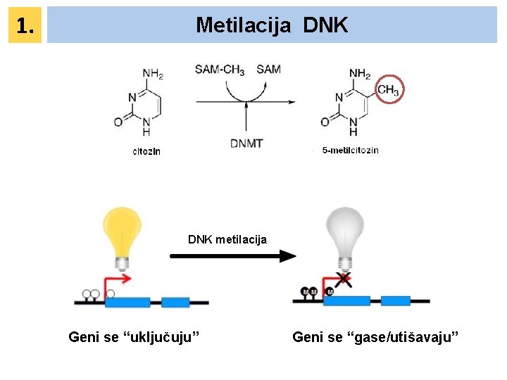 1. Metilacija DNK metilacija Geni se “uključuju” Geni se “gase/utišavaju” 1. Metilacija DNK metilacija Geni se “uključuju” Geni se “gase/utišavaju”