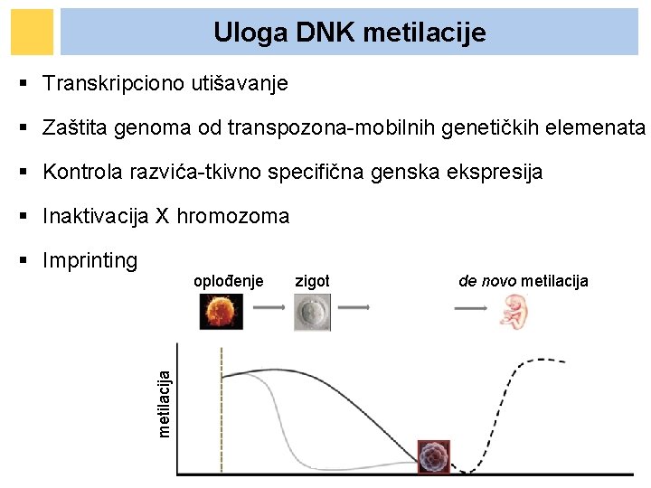 Uloga DNK metilacije § Transkripciono utišavanje § Zaštita genoma od transpozona-mobilnih genetičkih elemenata § Uloga DNK metilacije § Transkripciono utišavanje § Zaštita genoma od transpozona-mobilnih genetičkih elemenata §