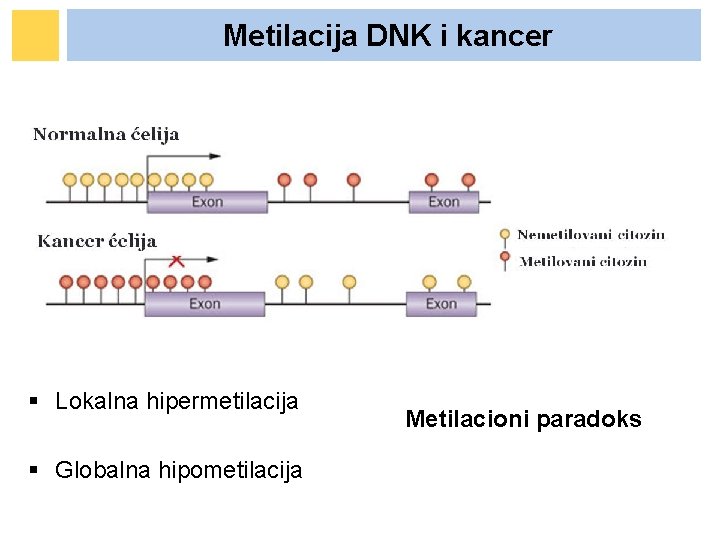Metilacija DNK i kancer § Lokalna hipermetilacija § Globalna hipometilacija Metilacioni paradoks Metilacija DNK i kancer § Lokalna hipermetilacija § Globalna hipometilacija Metilacioni paradoks