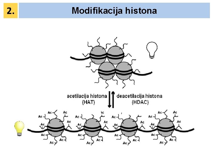 2. Modifikacija histona 2. Modifikacija histona
