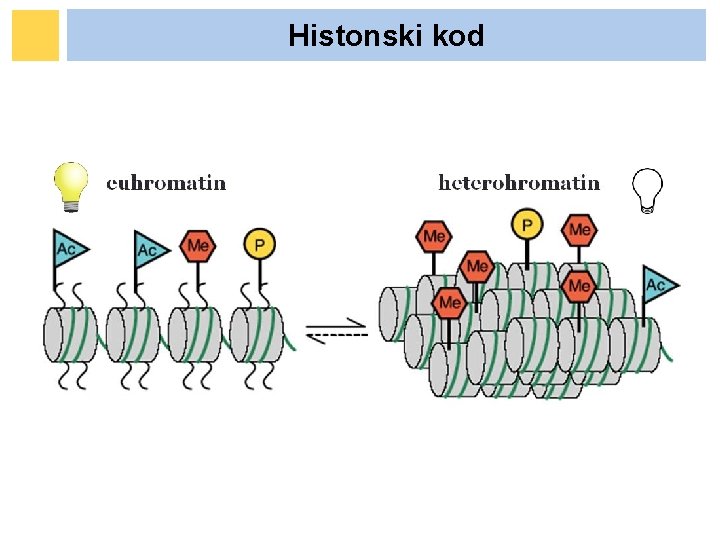 Histonski kod Histonski kod