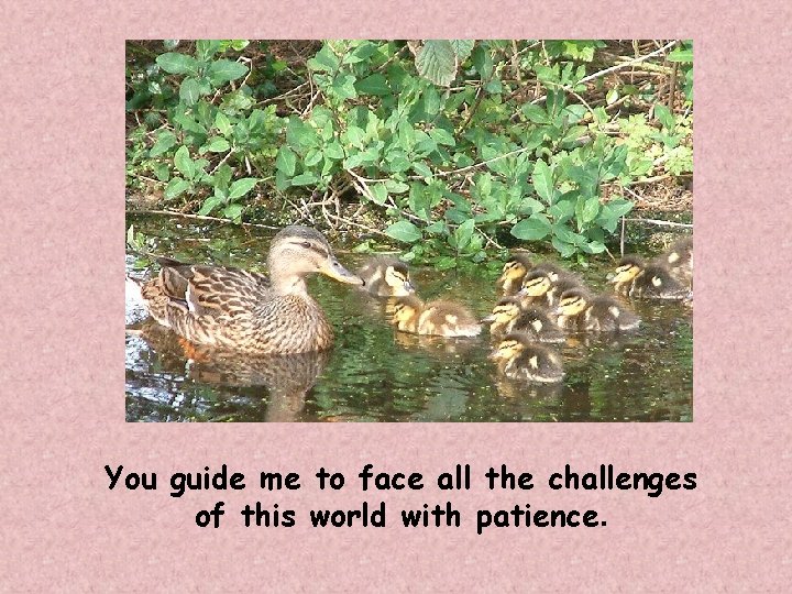 You guide me to face all the challenges of this world with patience. 