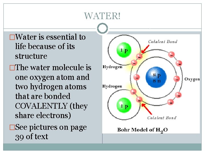 WATER! �Water is essential to life because of its structure �The water molecule is