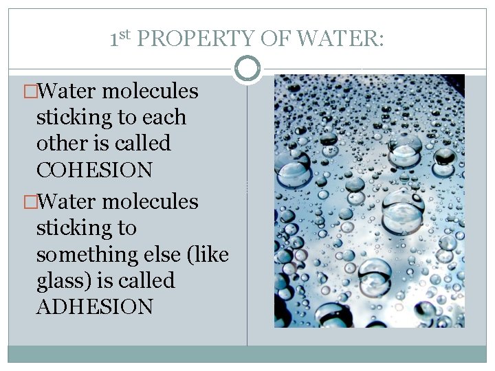 1 st PROPERTY OF WATER: �Water molecules sticking to each other is called COHESION