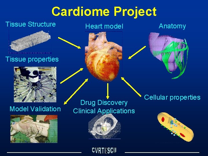 Cardiome Project Tissue Structure Heart model Anatomy Tissue properties Model Validation Drug Discovery Clinical