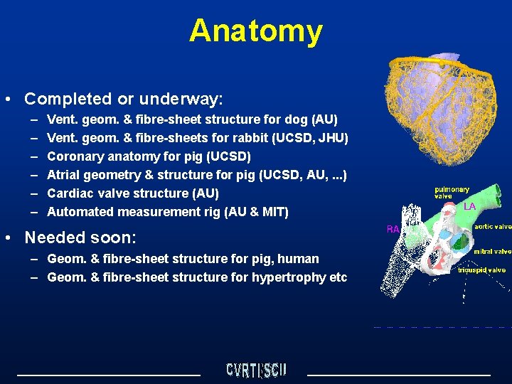 Anatomy • Completed or underway: – – – Vent. geom. & fibre-sheet structure for