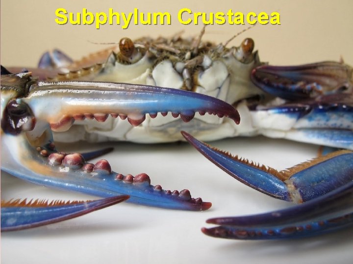 Subphylum Crustacea 