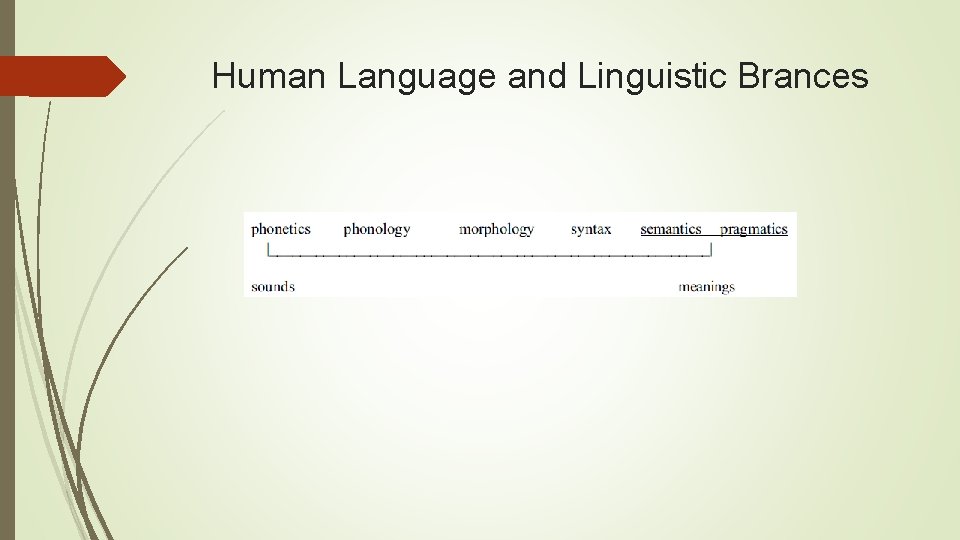 Human Language and Linguistic Brances 