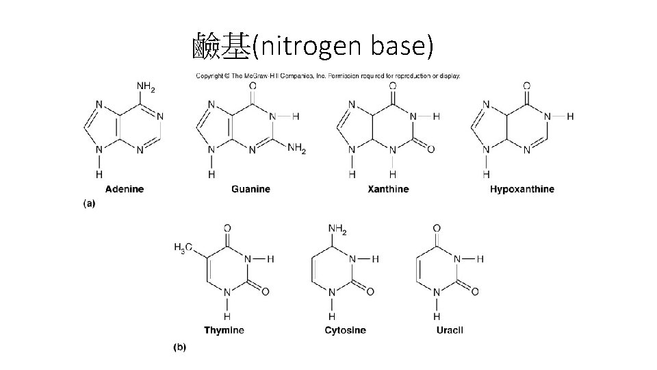 鹼基(nitrogen base) 