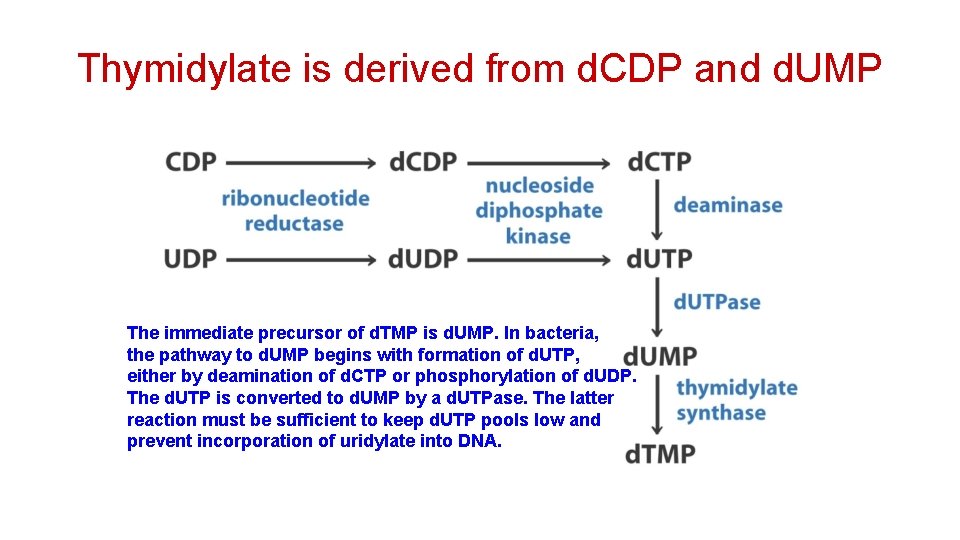 Thymidylate is derived from d. CDP and d. UMP The immediate precursor of d.