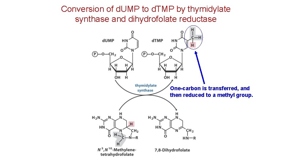 Conversion of d. UMP to d. TMP by thymidylate synthase and dihydrofolate reductase One-carbon