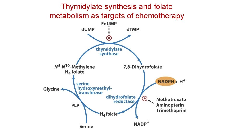 Thymidylate synthesis and folate metabolism as targets of chemotherapy 