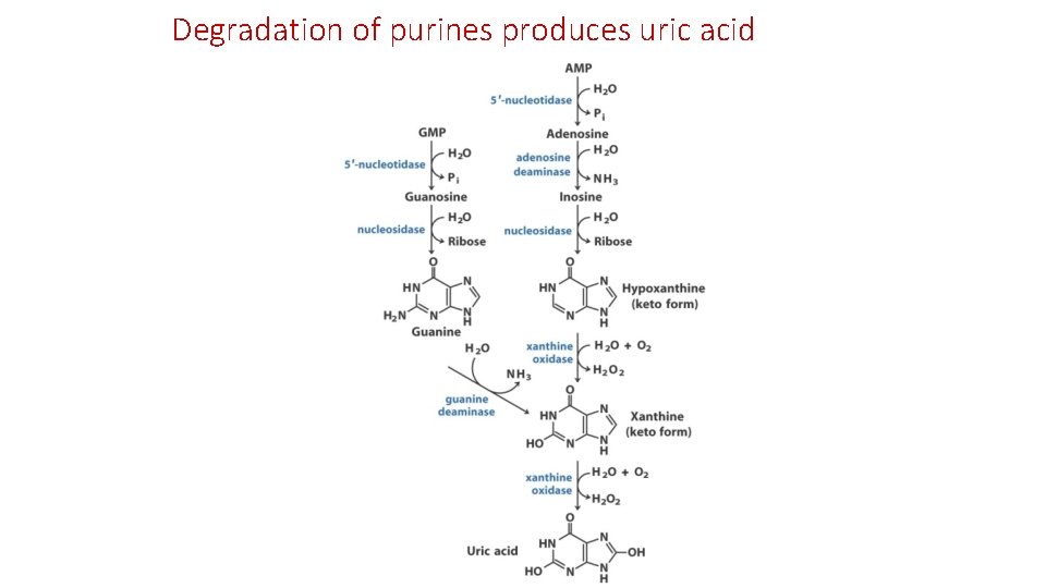 Degradation of purines produces uric acid 