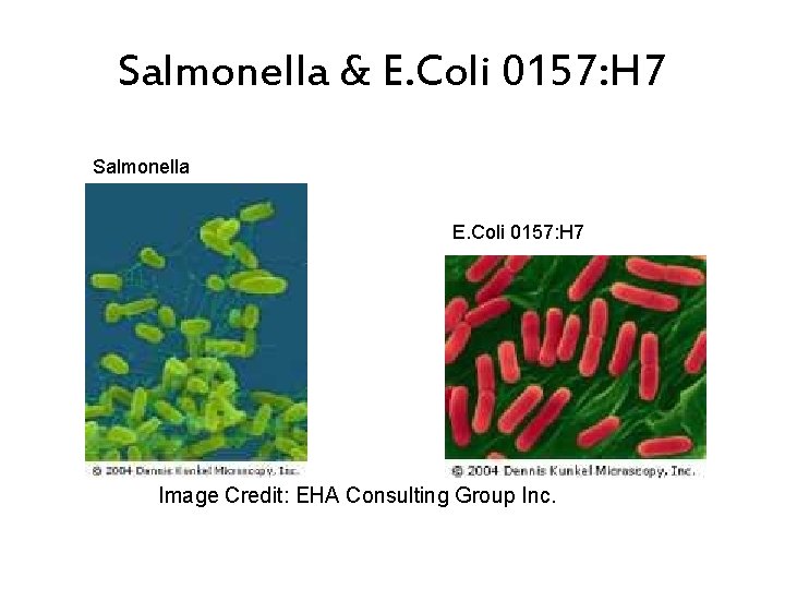 Salmonella & E. Coli 0157: H 7 Salmonella E. Coli 0157: H 7 Image