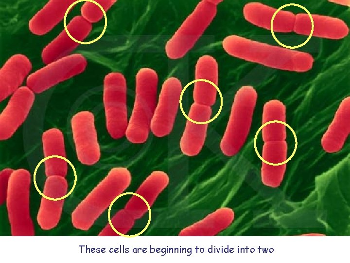 These cells are beginning to divide into two 