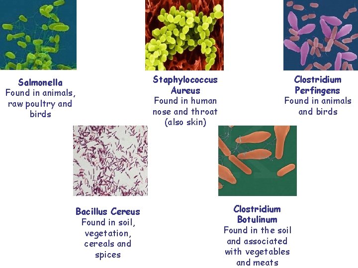 Staphylococcus Aureus Found in human nose and throat (also skin) Salmonella Found in animals,