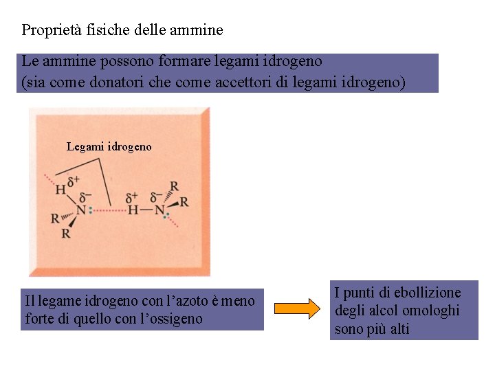 Proprietà fisiche delle ammine Le ammine possono formare legami idrogeno (sia come donatori che