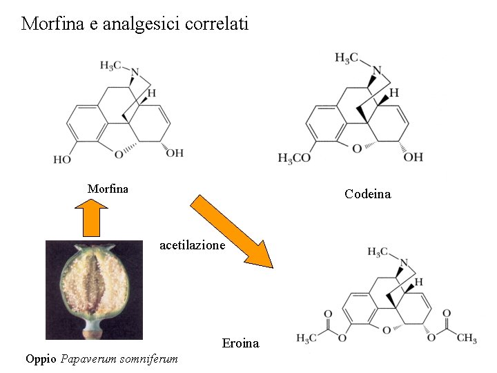 Morfina e analgesici correlati Morfina Codeina acetilazione Eroina Oppio Papaverum somniferum 