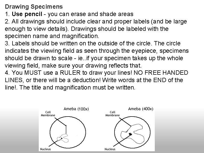 Drawing Specimens 1. Use pencil - you can erase and shade areas 2. All