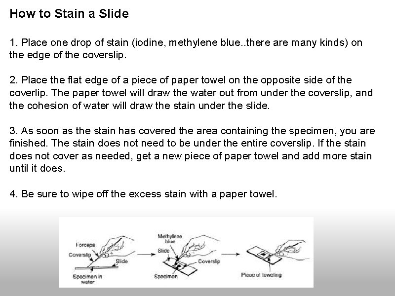 How to Stain a Slide 1. Place one drop of stain (iodine, methylene blue.