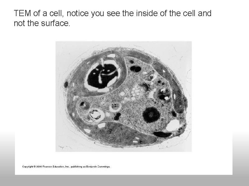 TEM of a cell, notice you see the inside of the cell and not