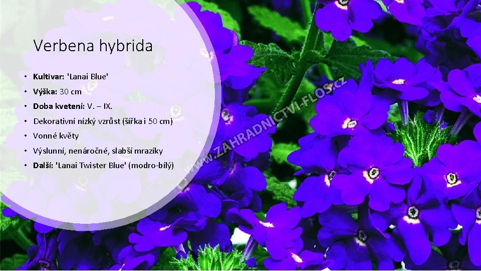 Verbena hybrida • Kultivar: 'Lanai Blue' • Výška: 30 cm • Doba kvetení: V.