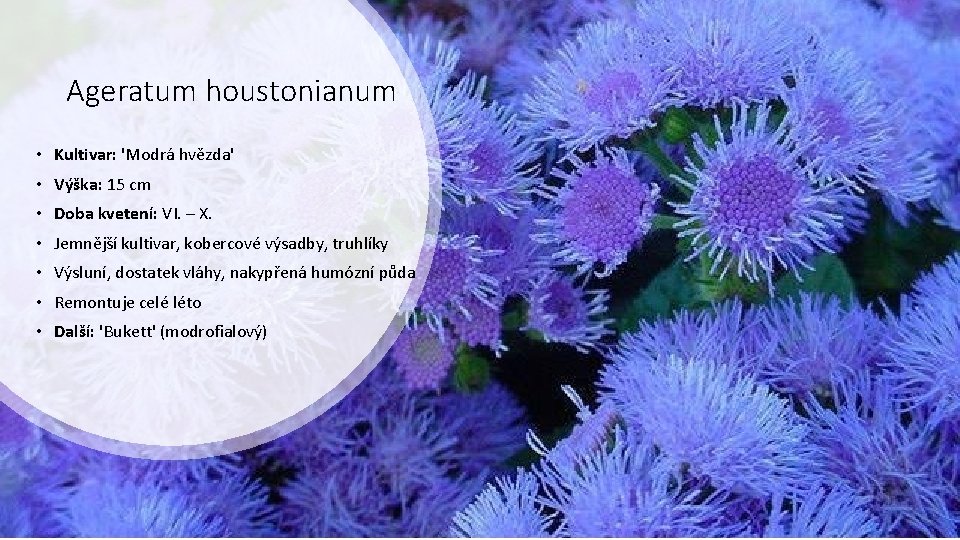 Ageratum houstonianum • Kultivar: 'Modrá hvězda' • Výška: 15 cm • Doba kvetení: VI.