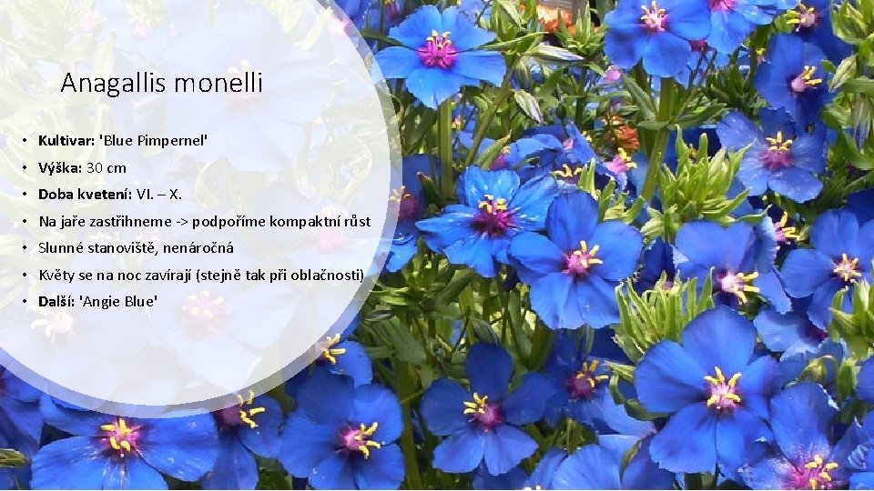 Anagallis monelli • Kultivar: 'Blue Pimpernel' • Výška: 30 cm • Doba kvetení: VI.