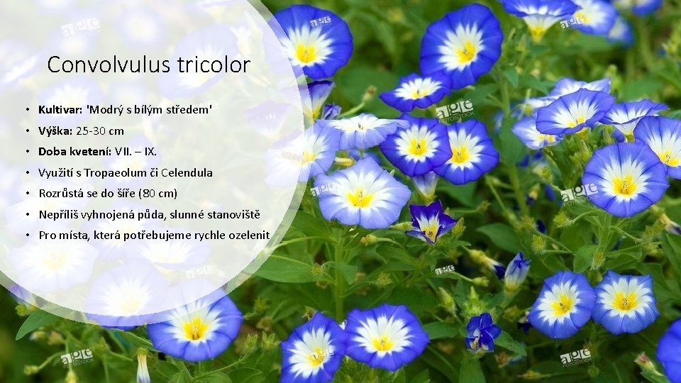 Convolvulus tricolor • Kultivar: 'Modrý s bílým středem' • Výška: 25 -30 cm •