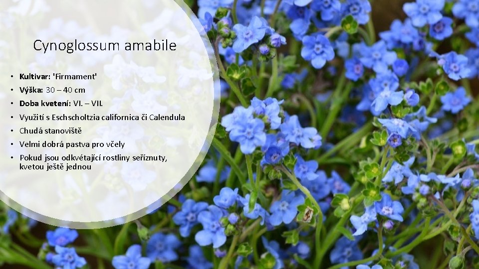 Cynoglossum amabile • • Kultivar: 'Firmament' Výška: 30 – 40 cm Doba kvetení: VI.