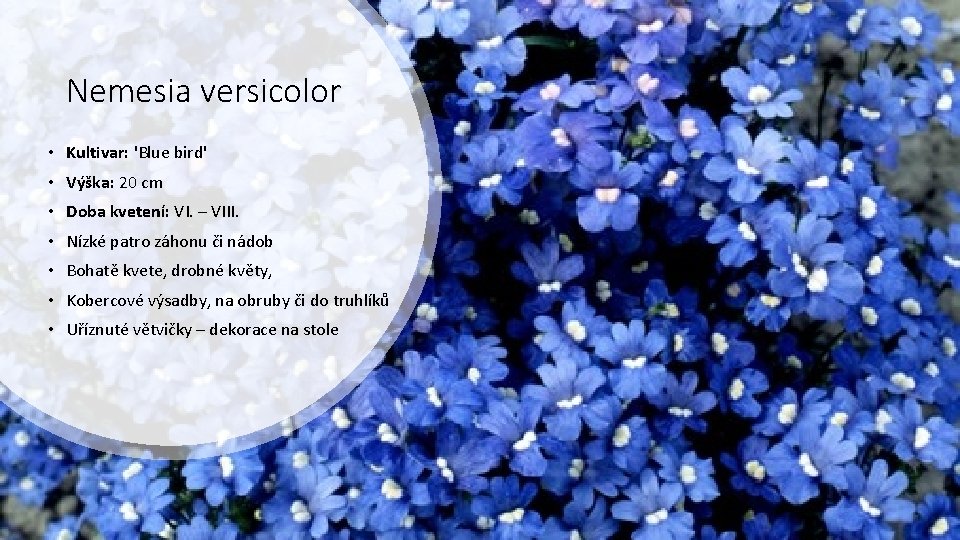 Nemesia versicolor • Kultivar: 'Blue bird' • Výška: 20 cm • Doba kvetení: VI.