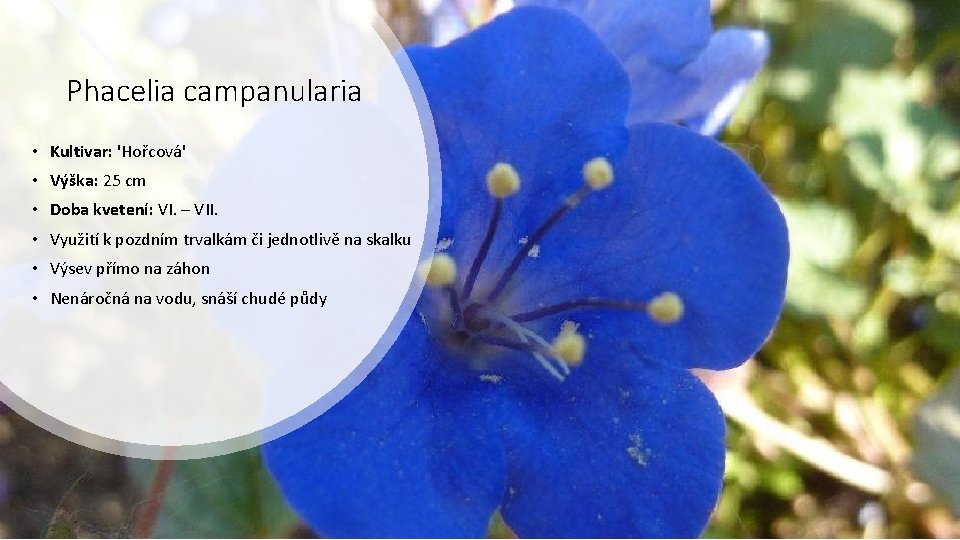 Phacelia campanularia • Kultivar: 'Hořcová' • Výška: 25 cm • Doba kvetení: VI. –