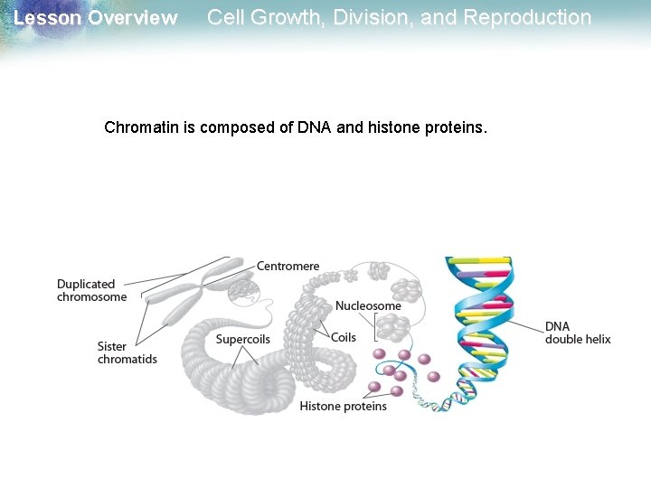 Lesson Overview Cell Growth, Division, and Reproduction Chromatin is composed of DNA and histone