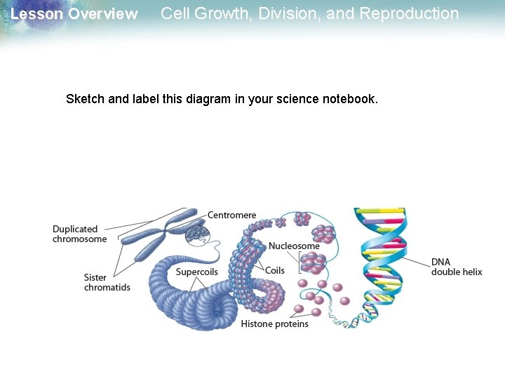 Lesson Overview Cell Growth, Division, and Reproduction Sketch and label this diagram in your