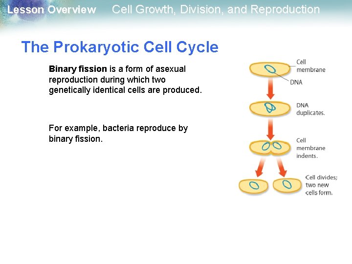 Lesson Overview Cell Growth, Division, and Reproduction The Prokaryotic Cell Cycle Binary fission is