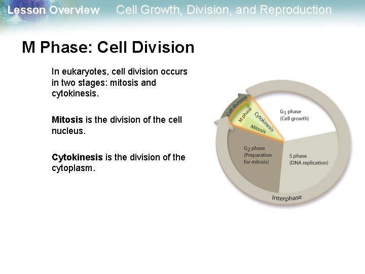 Lesson Overview Cell Growth, Division, and Reproduction M Phase: Cell Division In eukaryotes, cell