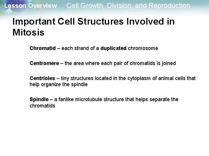 Lesson Overview Cell Growth, Division, and Reproduction Important Cell Structures Involved in Mitosis Chromatid