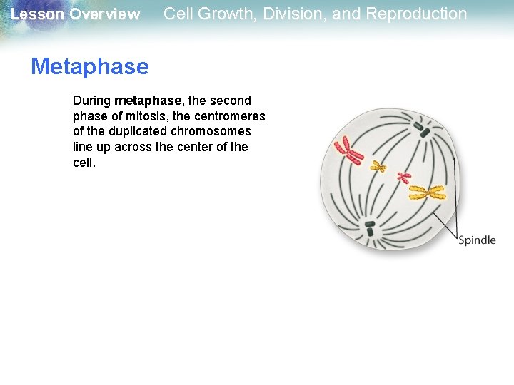 Lesson Overview Cell Growth, Division, and Reproduction Metaphase During metaphase, the second phase of