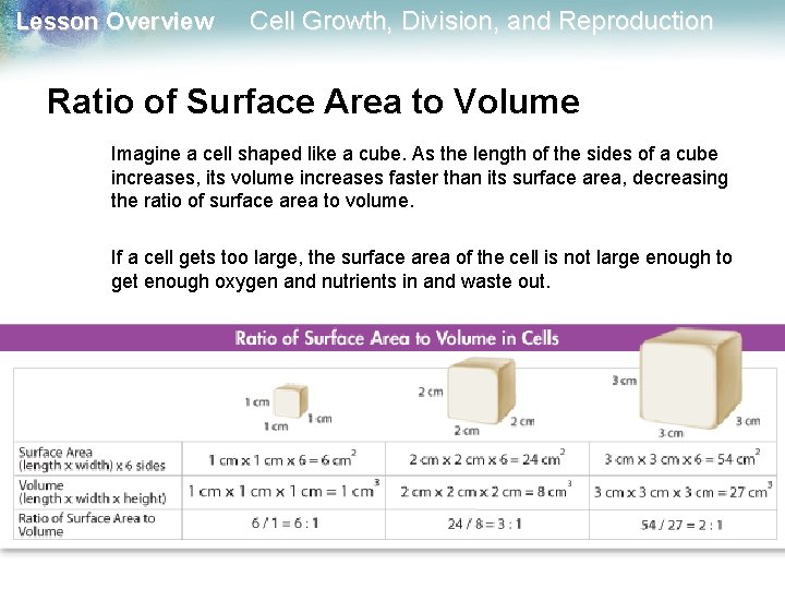 Lesson Overview Cell Growth, Division, and Reproduction Ratio of Surface Area to Volume Imagine